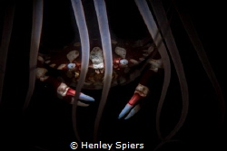 Harlequin Crab at Home by Henley Spiers 